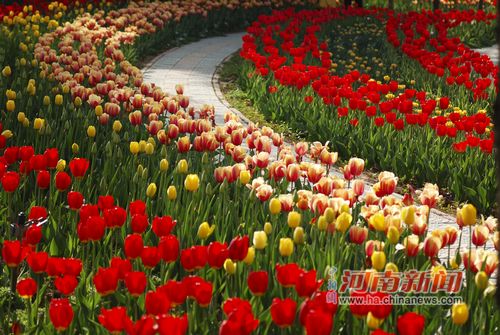 “洛阳郁金香牡丹园”花海撕名牌大家一起嗨!...