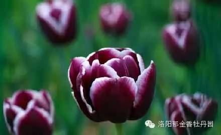 【洛阳郁金香牡丹园】4月9日花情播报...