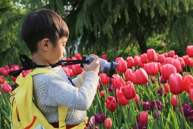 郁金香