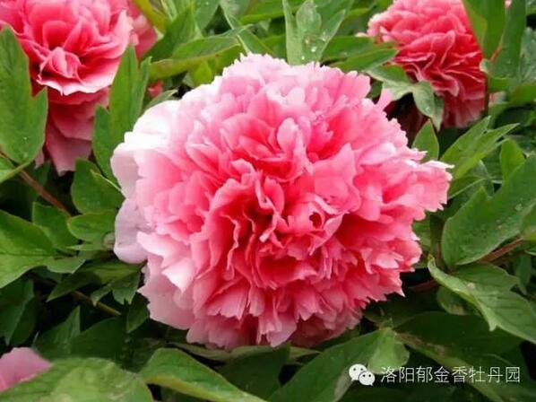 牡丹
