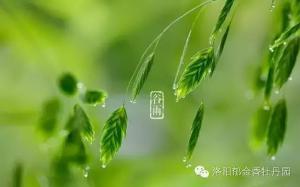 谷雨三朝看牡丹