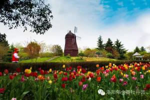 【洛阳郁金香牡丹园】花海与欧式建筑的浪漫邂逅