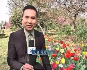 四月花事渐浓 郁金香盛放迎宾