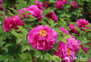 郁金香园花开艳，众香国里***壮观！春色当时，你还不快来看看~